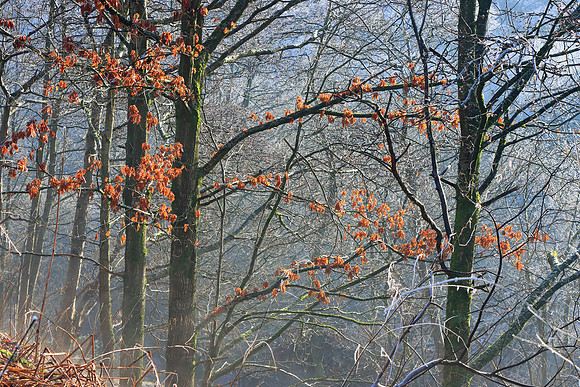 WINTER WOODLAND MSP010134