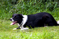 BORDER COLLIE MSP0004026