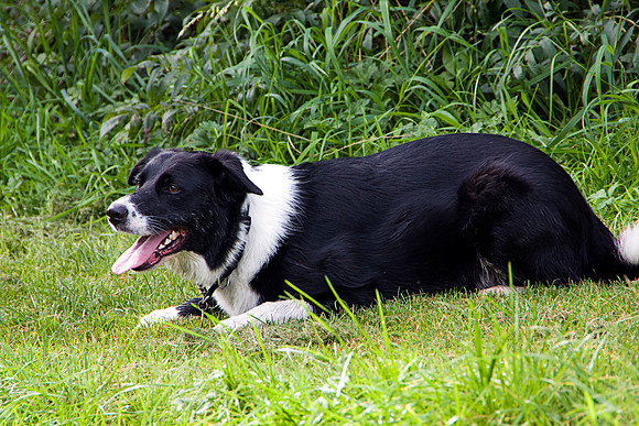 BORDER COLLIE MSP0004026
