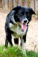 BORDER COLLIE MSP0004028