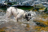 SPRINGER SPANIEL MSP0002718