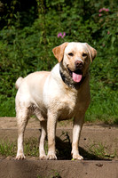 YELLOW LABRADOR MSP0004012