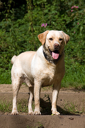 YELLOW LABRADOR MSP0004012