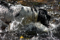 SPRINGER SPANIEL HDR MSP0004032