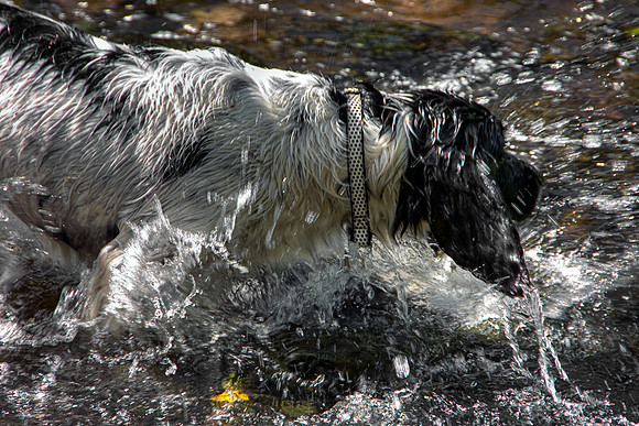 SPRINGER SPANIEL HDR MSP0004032