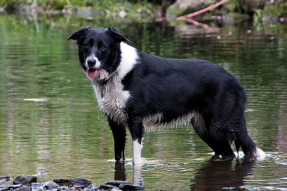 BORDER COLLIE MSP0004020