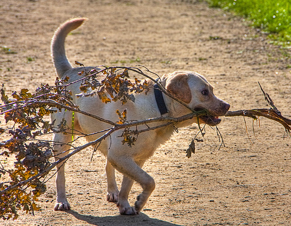 GOLDEN LABRADOR HDR MSP0004055