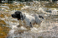 SPRINGER SPANIEL MSP0002716
