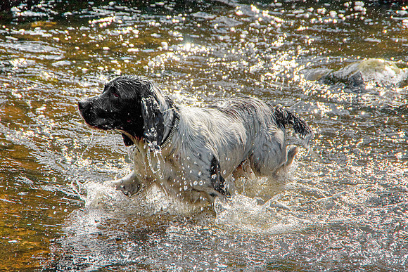 SPRINGER SPANIEL MSP0002716