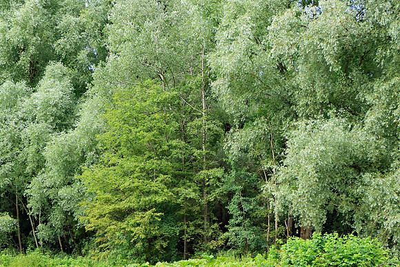 SUMMER WOODLAND MSP 010011