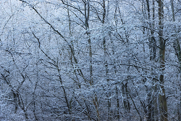 WINTER WOODLAND - FROZEN MSP010137