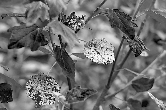 SILVER BIRCH TREE LEAVES MSP010016