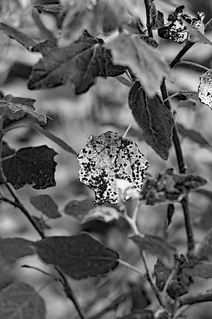 SILVER BIRCH TREE LEAVES MSP010015