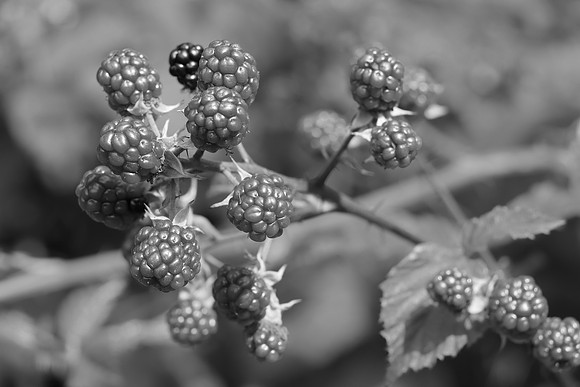 LONE BLACKBERRY B/W MSP010020