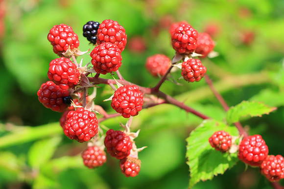 LONE BLACKBERRY MSP010019