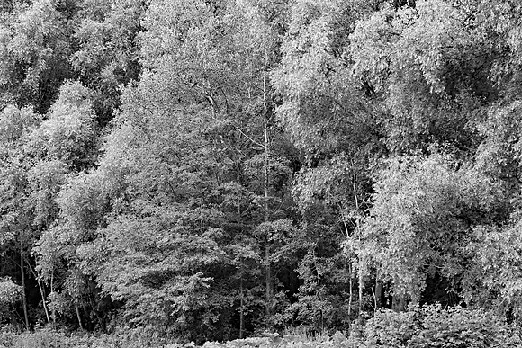 SUMMER WOODLAND MSP 010021
