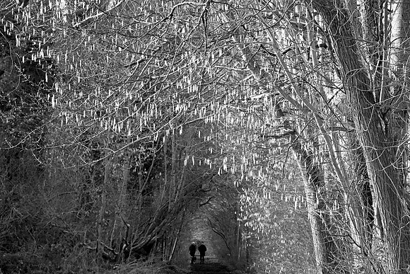 SPRING WOODLAND WALK MSP010023