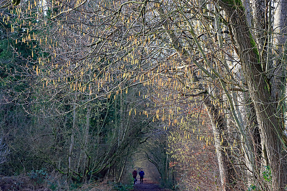 SPRING WOODLAND WALK MSP010022