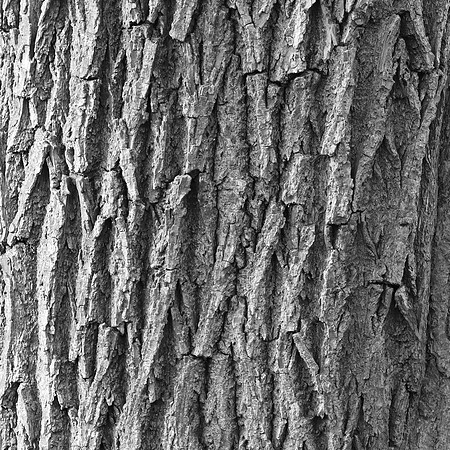 TREE BARK ABSTRACT MSP010027