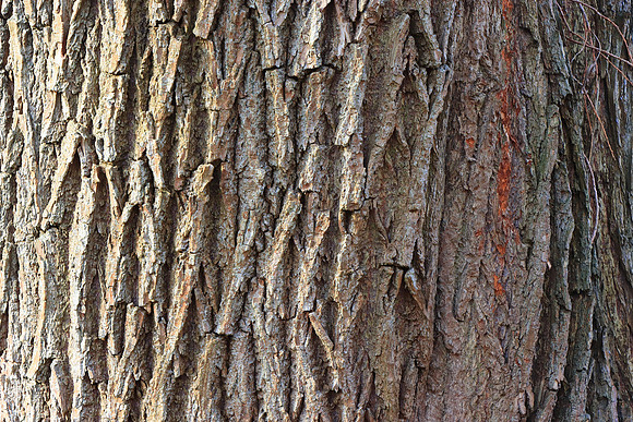 TREE BARK MSP010024