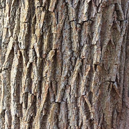 TREE BARK MSP010026
