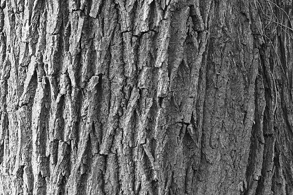 TREE BARK MSP010025