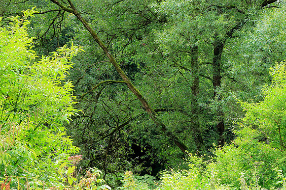 SUMMER WOODLAND MSP010028