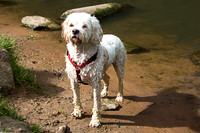 ALFIE MSP0003953