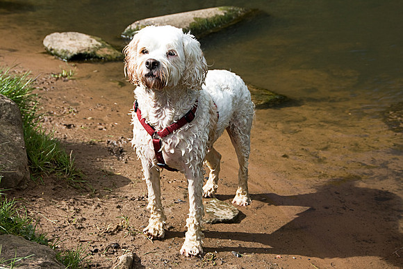 ALFIE MSP0003953