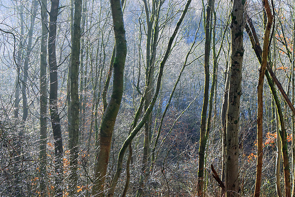 WINTER WOODLAND MSP010113