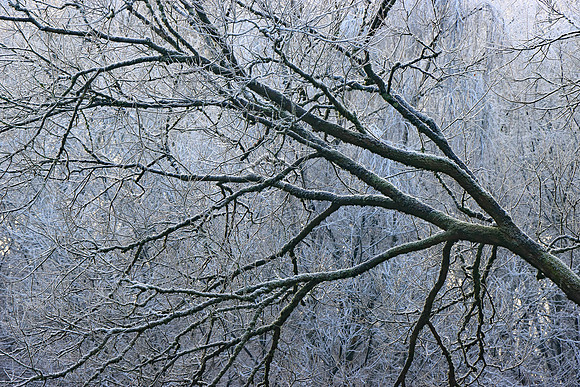 WINTER WOODLAND - ICE WORLD MSP010153