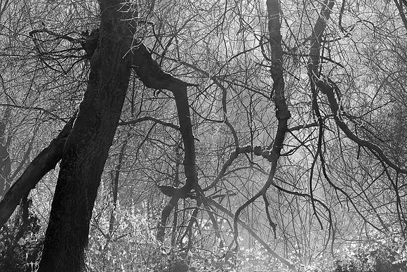WINTER WOODLAND - BW - THE SEARCHERS MSP010131