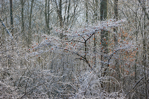 WINTER WOODLAND - FROZEN MSP010157