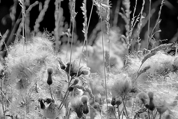 PURPLE NETTLE EXPLOSION MSP010030