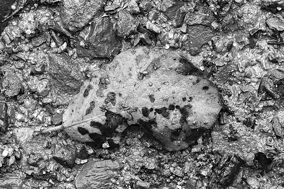 DECAYING LEAF MSP010032