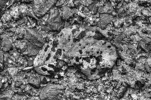 DECAYING LEAF ABSTRACT MSP010033