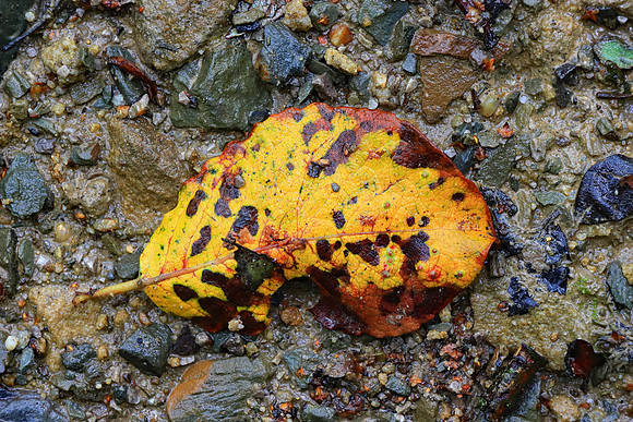 DECAYING LEAF MSP010031