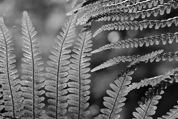FERNS MSP010095