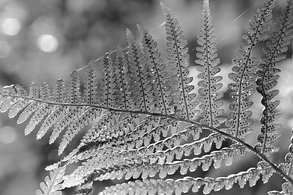 FERNS MSP010097