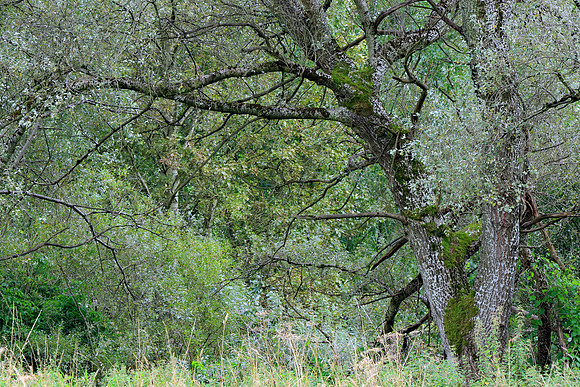 SUMMER WOODLAND MSP010034