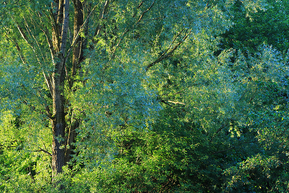 SUMMER WOODLAND MSP010035