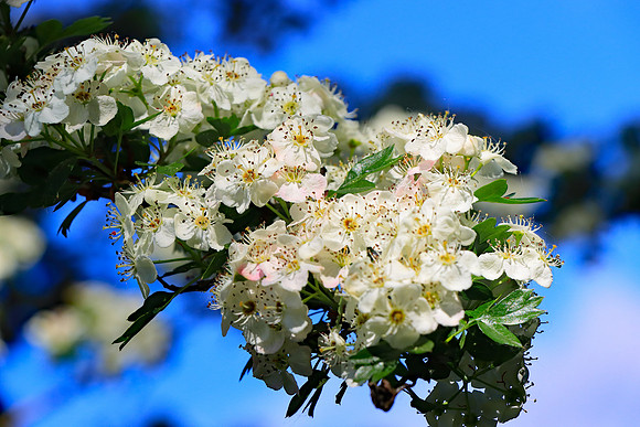 HAWTHORN BLOSSOM MSP010222