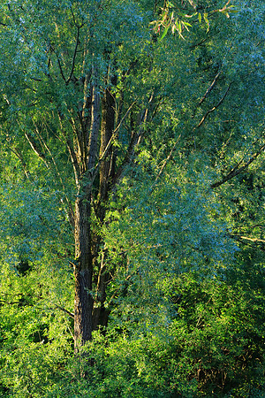 SUMMER WOODLAND MSP010037