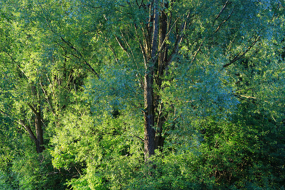 SUMMER WOODLAND MSP010036