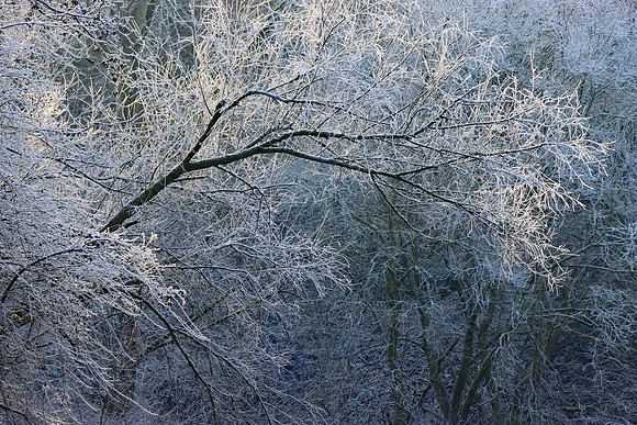 WINTER WOODLAND - FROZEN MSP010156
