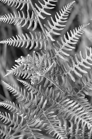 FERN MSP010041