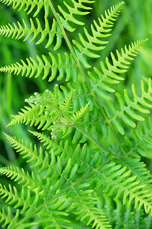 FERN MSP010040