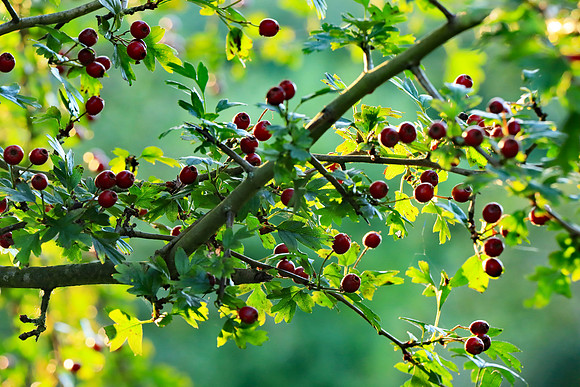 HAWTHORN BERRIES MSP010042