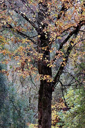 AUTUMN WOODLAND - AUTUMN MAJESTY MSP010228
