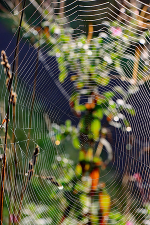 SPIDER WEB MSP010045